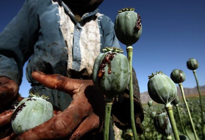 THIS PICTURE IS ONE OF 53 TOP IMAGES FROM THE AFGHAN CONFLICT AHEAD OF THE TENTH ANNIVERSARY OF THE WAR ON OCTOBER 7, 2011. 

Afghan men harvest opium in a poppy field in a village in the Golestan district of Farah province, in this May 5, 2009 file photo. Ten years ago, U.S. forces began bombing Afghanistan in retaliation against its Taliban rulers who refused to hand over the al Qaeda leaders responsible for the Sept. 11, 2001 attacks on the United States. Within weeks, the air strikes had helped Afghan opponents topple the Taliban, but in the decade since, the deposed Islamist fighters have returned to mount an ever more aggressive insurgency against an Afghan government backed by the United States and NATO. Since U.S. President Barack Obama took office in 2009, the U.S. force has tripled in size, but Washington and NATO now plan to begin withdrawing and to hand over responsibility for Afghanistan's security to Afghan forces by 2014.    REUTERS/Goran Tomasevic/Files    (AFGHANISTAN - Tags: CIVIL UNREST CONFLICT)