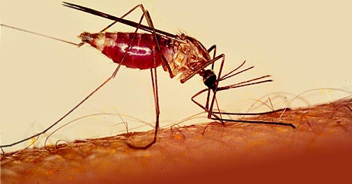 La malaria resta un killer, il 2010 anno dell'azione
