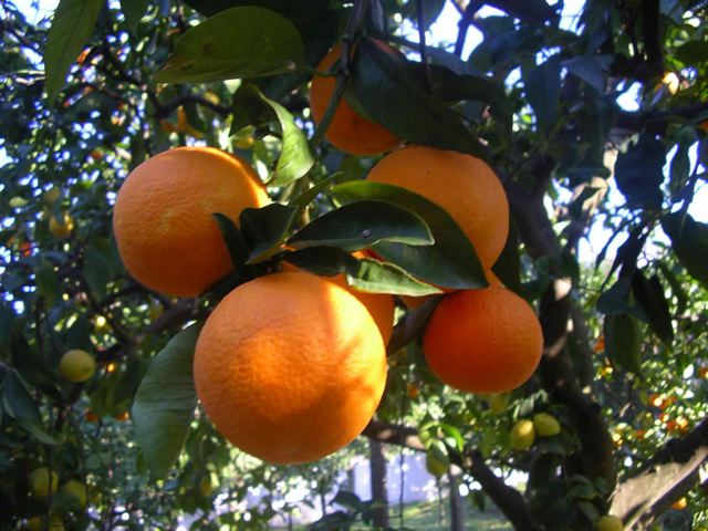 Arance amare a Samaria